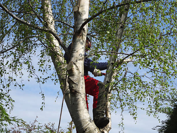 Best Emergency Tree Removal  in Slater, MO